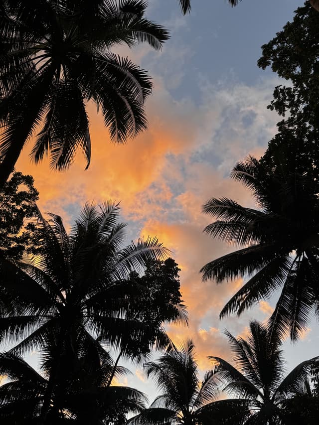 Palmbomen in silhouet tegen een oranje avondlucht