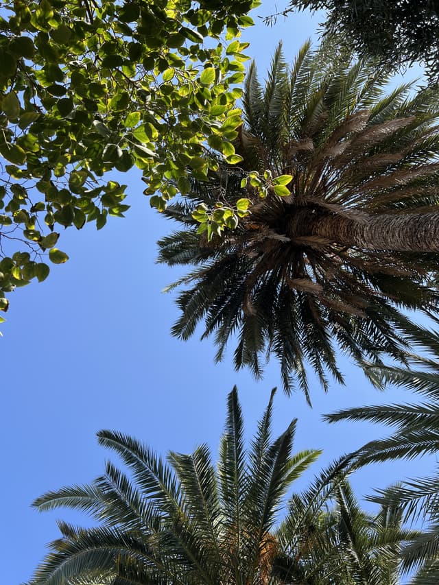 Omhoog kijkend langs de stam van een palmboom naar een blauwe lucht